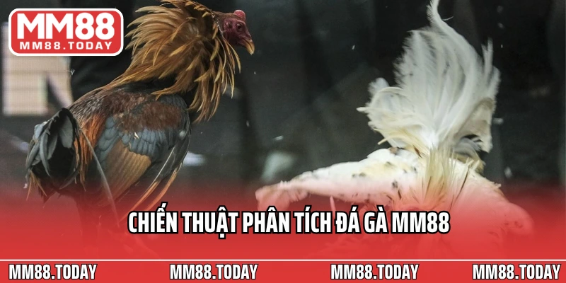 Chiến thuật phân tích đá gà MM88